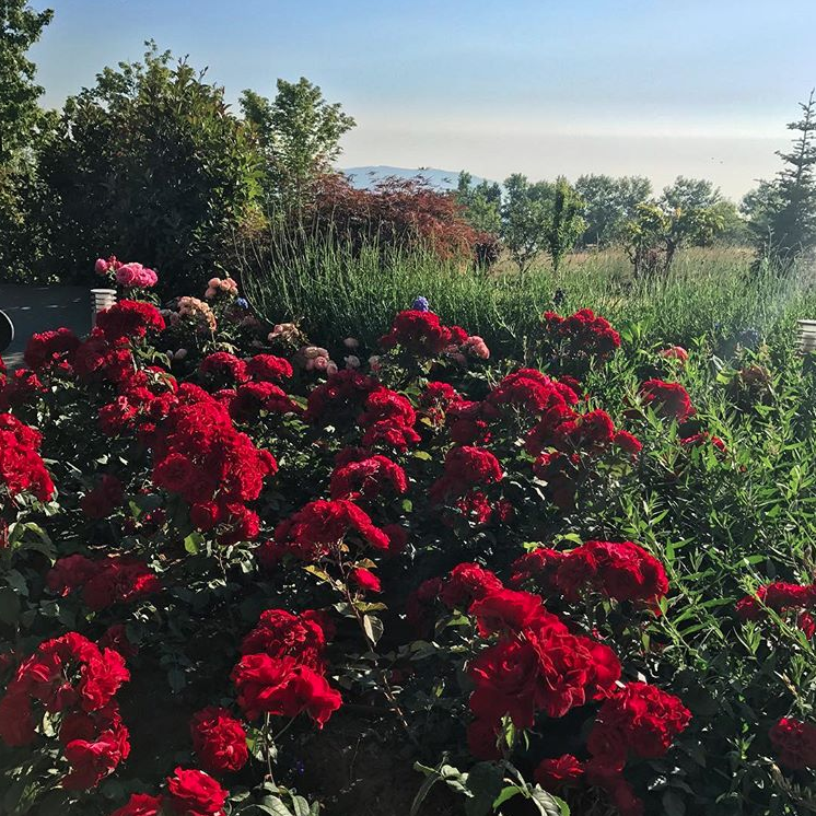 10 Things People Do During Springtime In Lebanon
