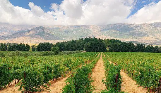 Bekaa