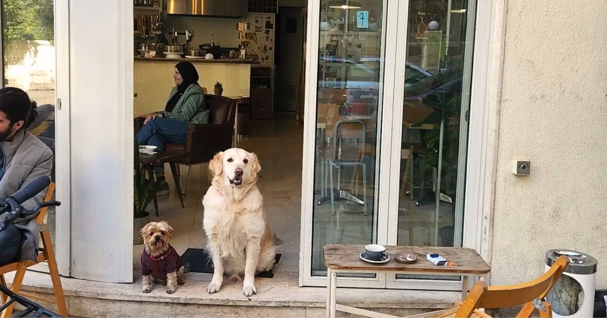 14 PetFriendly Spots Around Beirut »