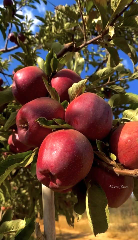 مهرجان التفاح بإهدن: أكل طيب ونشاطات مميزة (الدخول مجاني)