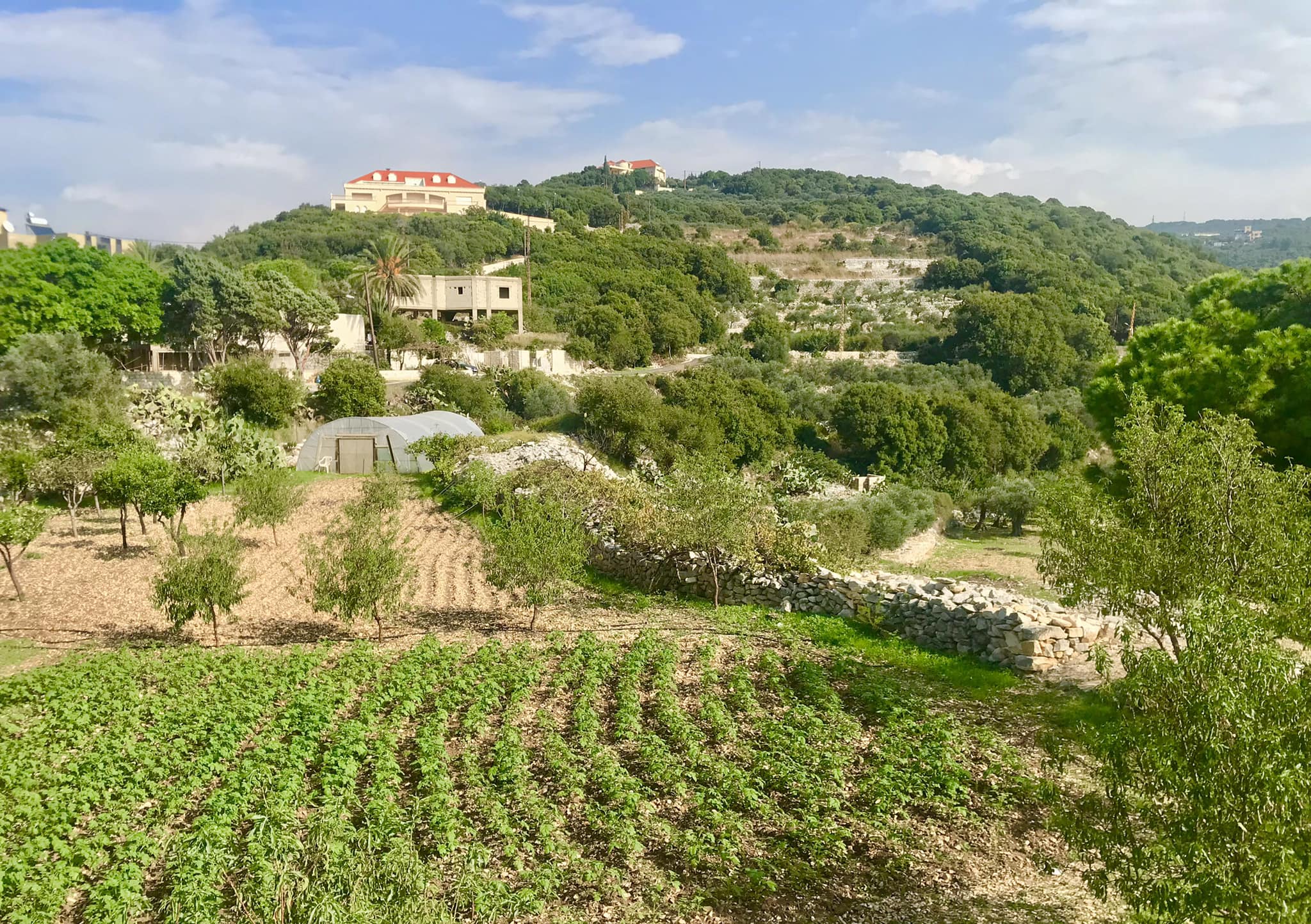 أسامي الضيع