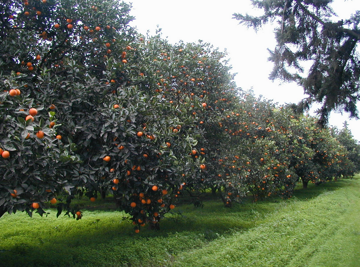 ١٣ كلمة لبنانية جايي من اللغة الفارسية