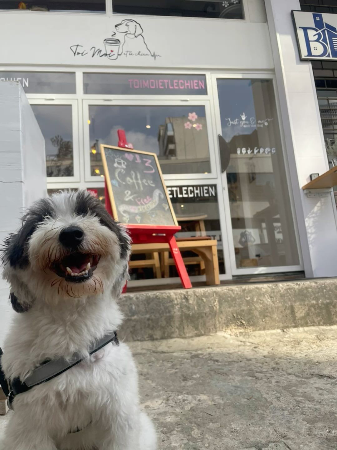 new dog café, toi moi et le chien