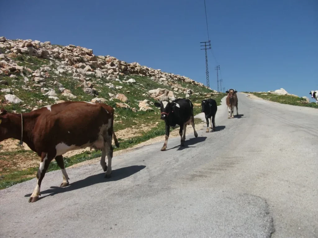 ضيعة من الجنوب: تعرّفوا على رب ثلاثين الحدودية