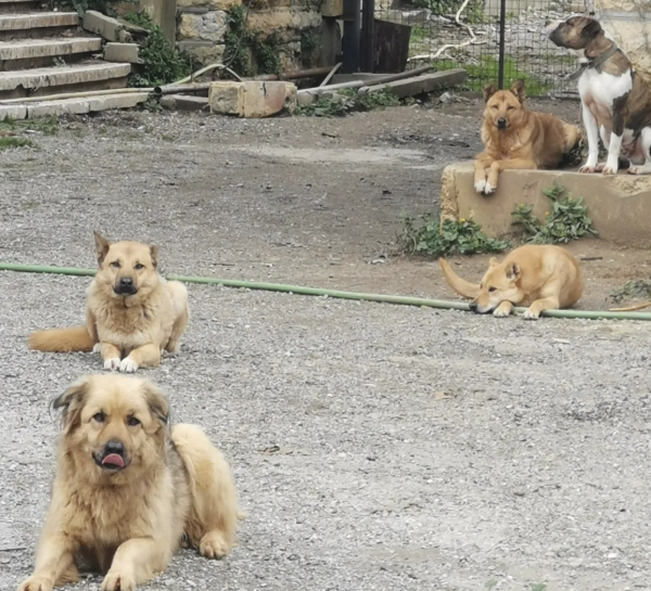 Food & Support for the Mount Lebanon Dog Shelter