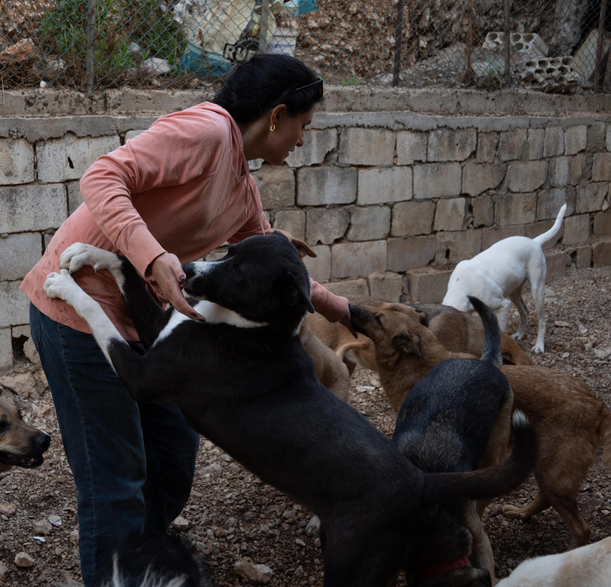 Help 50+ Dogs in Lebanon Have a Better Future This Christmas!