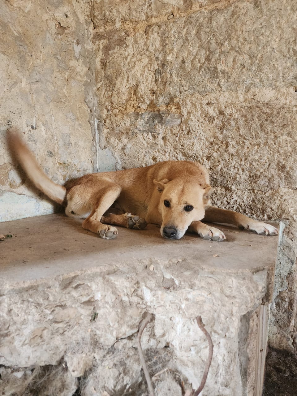 Help Give 50+ Dogs in Lebanon a Better Future This Christmas!