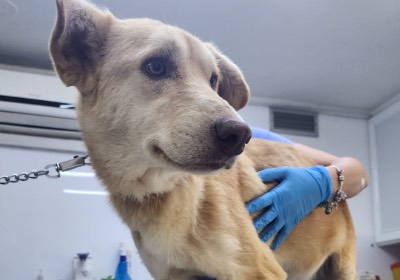 Help Give 50+ Dogs in Lebanon a Better Future This Christmas!