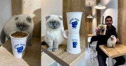 Coco Café: Nabatieh’s First (And Cutest) Cat Café