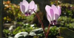 Did You Know Lebanon Has a National Flower? Meet the Lebanon Cyclamen