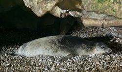 Amchit’s Famous Seal Had Pups! And You’re Still Single