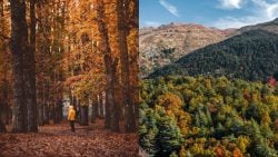 لمحبي الطبيعة، 10 غابات بلبنان تكتشوفن بالخريف