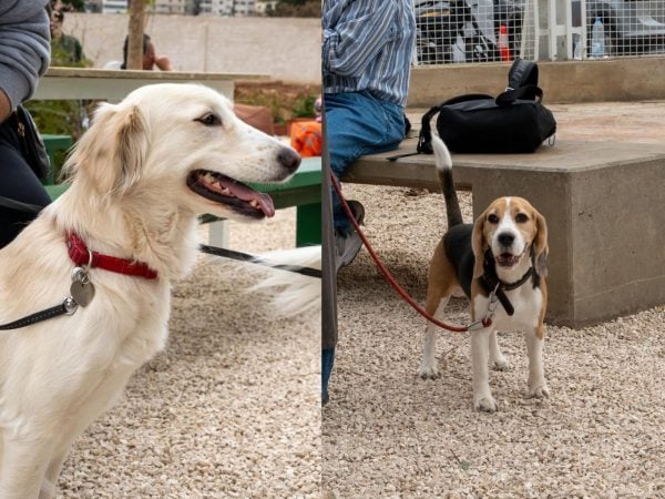 تعرفوا ع منتزه الكلاب الجديد ببيروت، التفاصيل هون