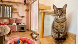 أول كافيه قطط بقلب صور، التفاصيل هون!