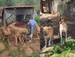 In Jnoub, Two Lebanese Men Risk Everything to Save Abandoned Animals