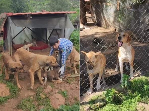 In Jnoub, Two Lebanese Men Risk Everything to Save Abandoned Animals