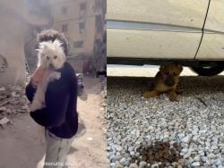Animal Rescue Efforts in Lebanon That Need Your Support