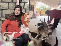 "نزحت معي 40 بسينة" سيدة ما تركت الضاحية من دون قططها!