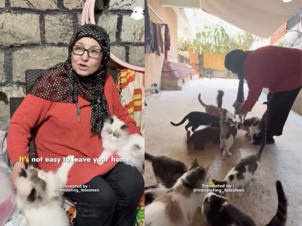Amid Evacuation Warnings, This Lebanese Woman Made Sure All 40 of Her Cats Made It Out