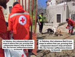 Small Acts of Kindness: The Lebanese Red Cross Stops to Feed Stray Dogs in Jnoub