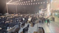 Fleeing Airstrikes, a Herd of Goats Were Spotted Moving Through Saida