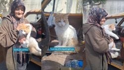 This Lebanese Woman Refused to Leave Her Cat Behind Amid the War