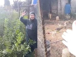 Heartwarming: Lebanese Woman Returns to the South to Reunite With Her Chickens