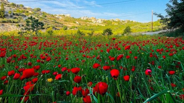 The Story Behind Al-Dahnoon Flower, a Symbol of Our Beloved South Lebanon