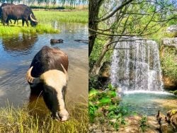 7 Beautiful Spring Spots to Visit Before June in Lebanon