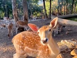 A Must-Visit Gem: The Deer Reserve Deep in Lebanon's Forests