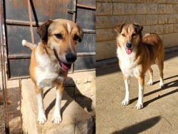 Angel, the Adorable Pup Who Rescued Herself, Is Looking for Her Forever Home