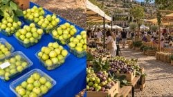 مهرجان التين راجع ع عاليه… تين وموسيقى وجو قروي (دخول مجاني)